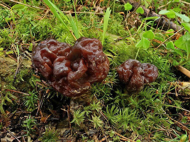 ušiak obyčajný Gyromitra esculenta (Pers.) Fr.