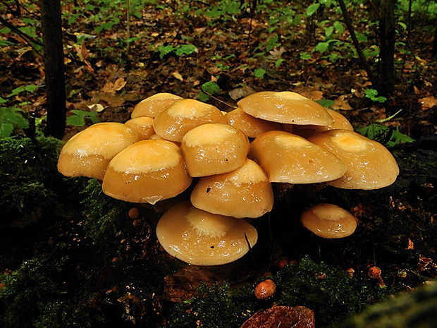 šupinačka menlivá Kuehneromyces mutabilis (Schaeff.) Singer & A.H. Sm.