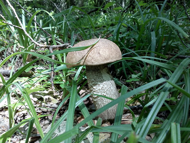 kozák topoľový Leccinum duriusculum (Schulzer ex Kalchbr.) Singer