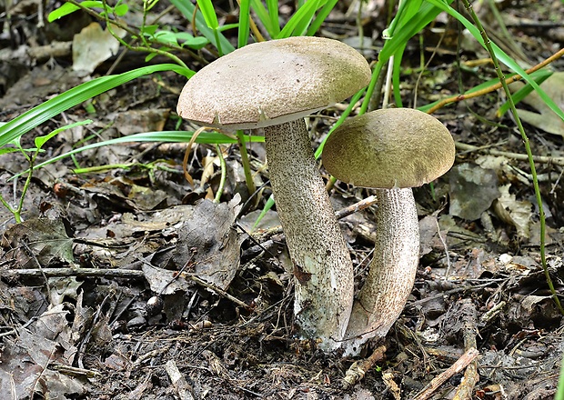 kozák topoľový Leccinum duriusculum (Schulzer ex Kalchbr.) Singer