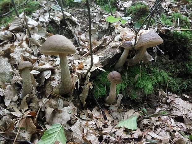 kozák hrabový Leccinum pseudoscabrum (Kallenb.) Šutara