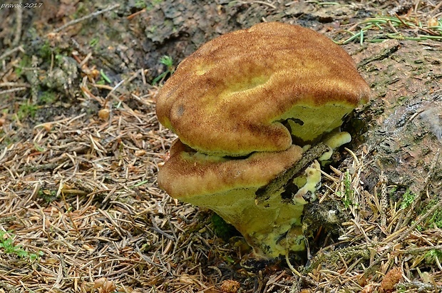 hnedák Schweinitzov Phaeolus schweinitzii (Fr.) Pat.