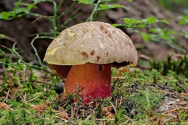 hríb úhľadný horský Rubroboletus rubrosanguineus (Cheype) Kuan Zhao & Zhu L. Yang