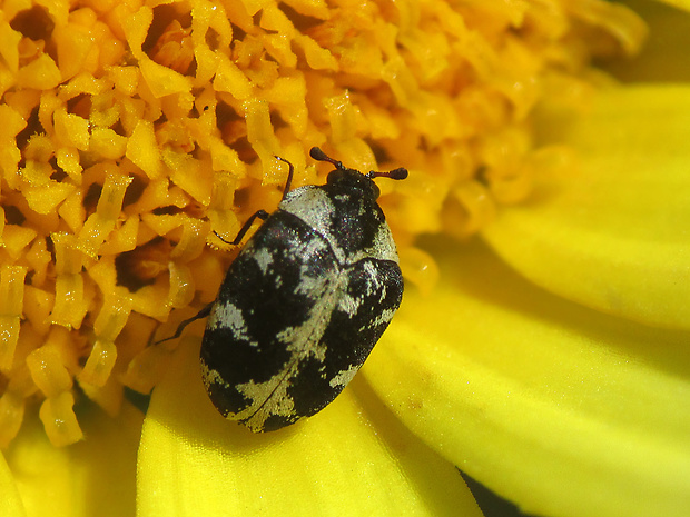 rušník Anthrenus scrophulariae