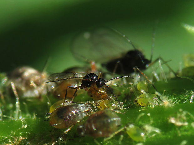 mšicomar Aphidius colemani