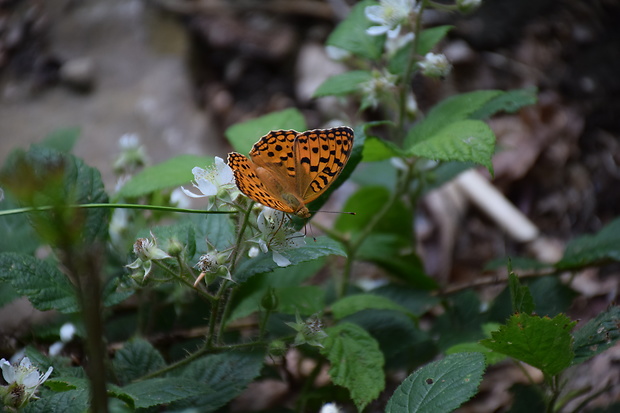 perlovec fialkový Argynnis adippe