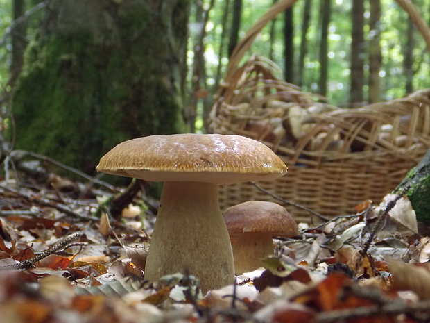 hríb dubový Boletus reticulatus Schaeff.