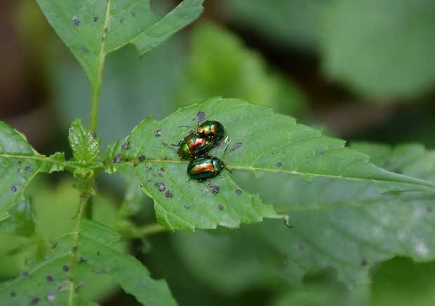 liskavka dúhová Chrysolina fastuosa