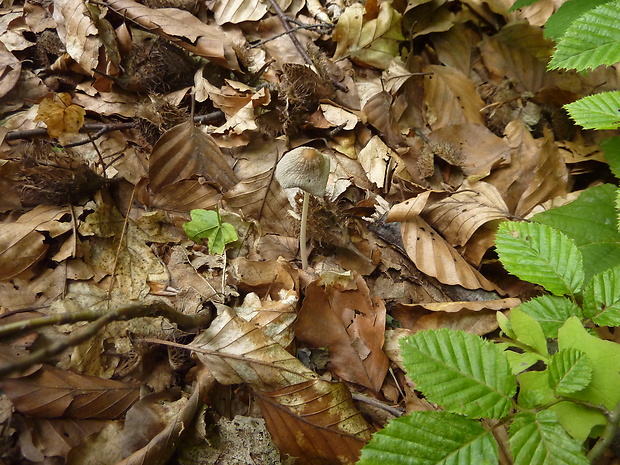 hnojník  Coprinellus xanthothrix? (M. Lange & A.H. Sm.) Vilgalys, Hopple & Jacq. Johnson