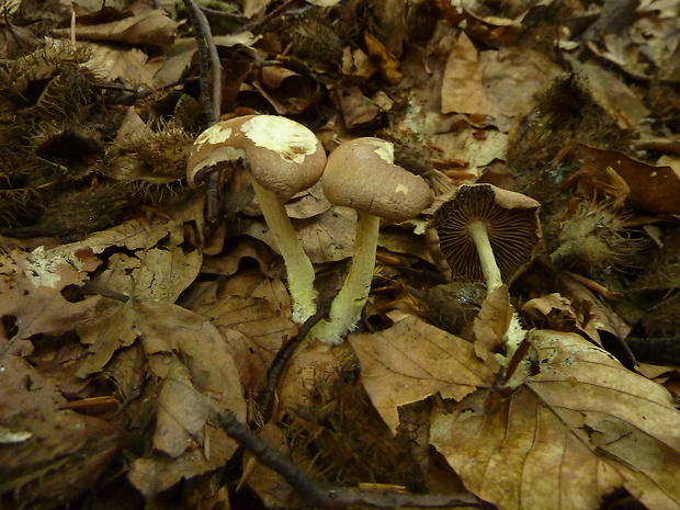 peniazovka huňatá Gymnopus hariolorum (Bull.) Antonín, Halling & Noordel.