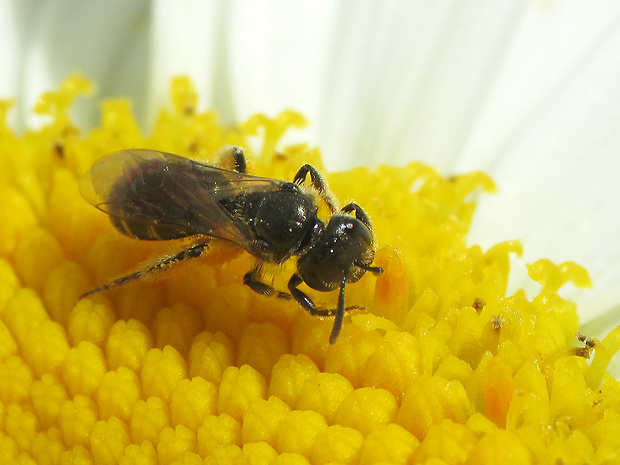 cz: ploskočelka skvrnitá Halictrus maculatus