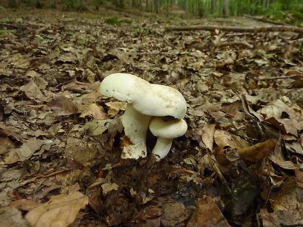 rýdzik korenistý Lactarius piperatus (L.) Pers.