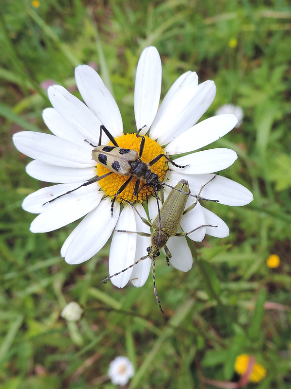 fuzáč štvorškvrnný a fuzáč zelený Pachyta quadrimaculata a Lepturobosca virens