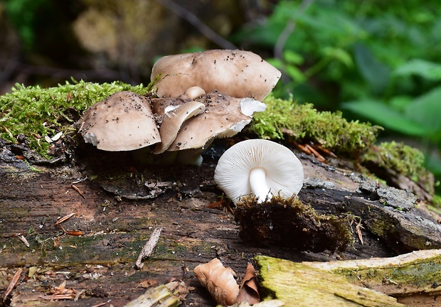 štítovka Pluteus sp.