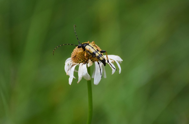 fuzáč škvrnitý Rutpela maculata