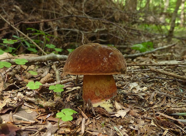 hríb zrnitohlúbikový Sutorius luridiformis (Rostk.) G. Wu & Zhu L. Yang