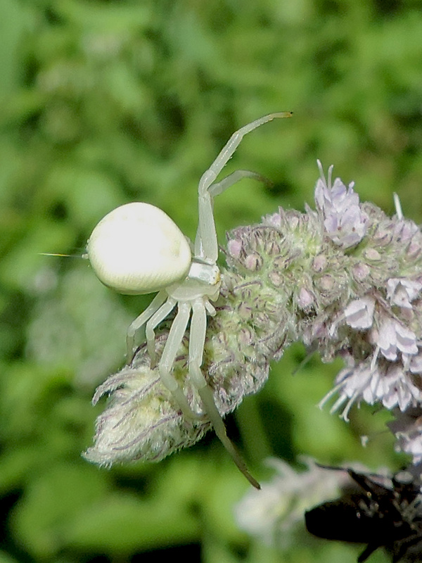 kvetárik dvojtvarý / běžník kopretinový Misumena vatia Clerck, 1758