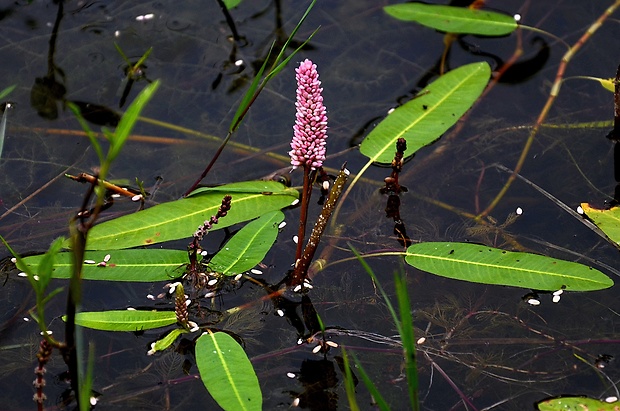 horčiak obojživelný Persicaria amphibia (L.) Delarbre