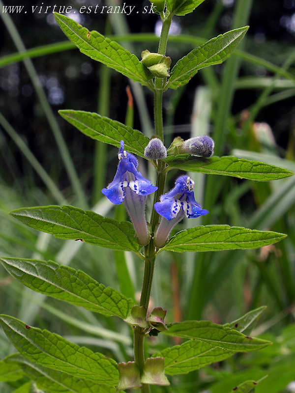 šišak vrúbkovaný Scutellaria galericulata L.