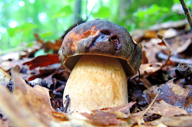 hríb bronzový Boletus aereus Bull. ex Fr.