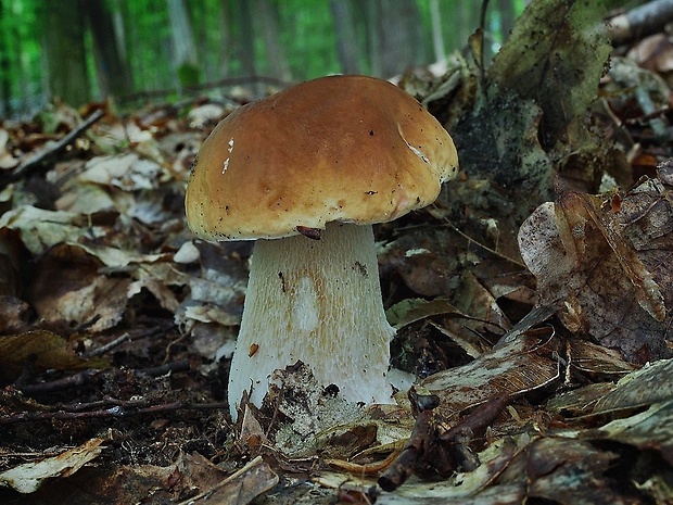 hríb smrekový Boletus edulis Bull.