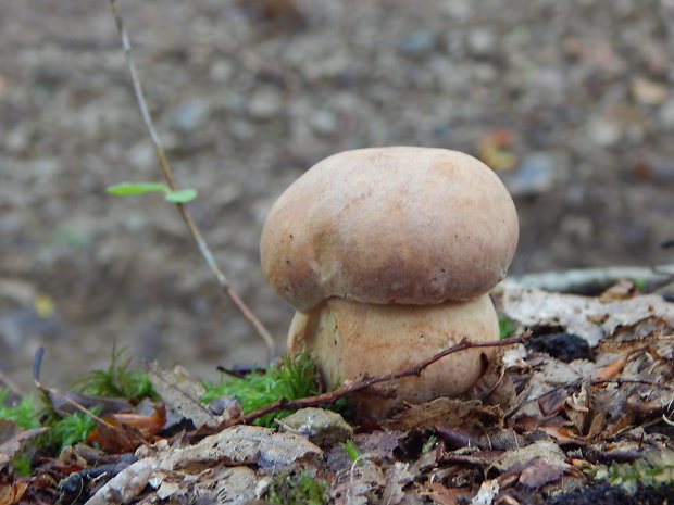 hríb dubový Boletus reticulatus Schaeff.