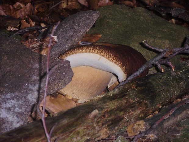 hríb dubový Boletus reticulatus Schaeff.