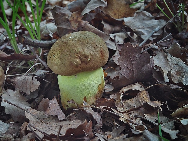 hríb príveskatý Butyriboletus appendiculatus (Schaeff. ex Fr.) Secr.