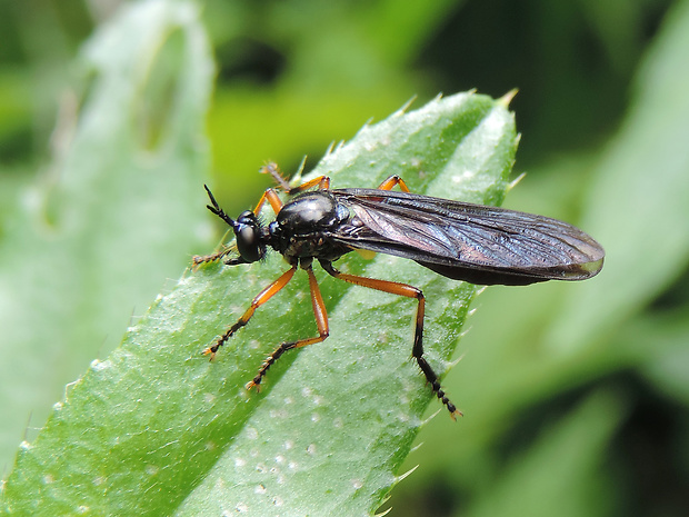 muchárka / roupec ♀ Dioctria bicincta Meigen, 1820