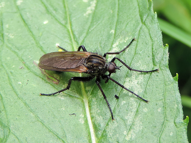 krúživka obyčajná / kroužilka běžná ♂ Empis (Euempis) tessellata Fabricius, 1794