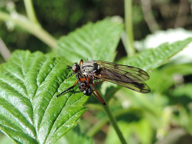 krúživka / kroužilka ♂ Empis (Leptempis) maculata Fabricius, 1781