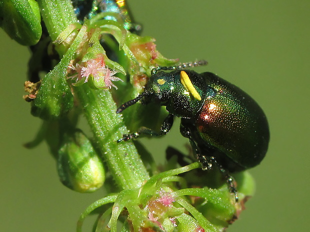 mandelinka Gastrophysa viridula