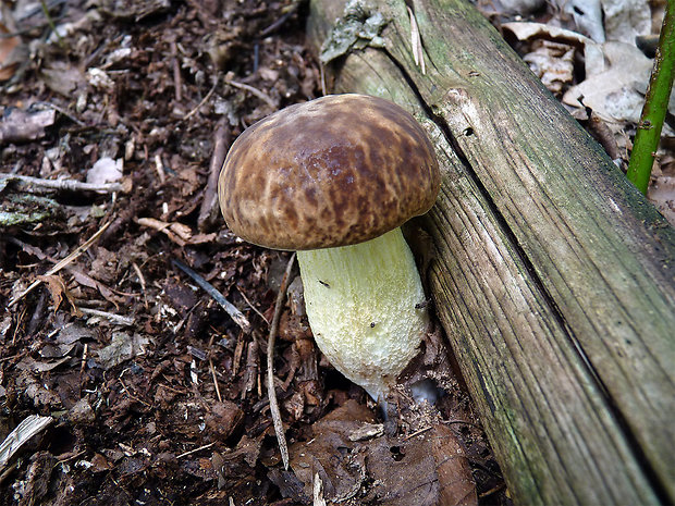 hríb jamkatý Hemileccinum depilatum (Redeuilh) Šutara