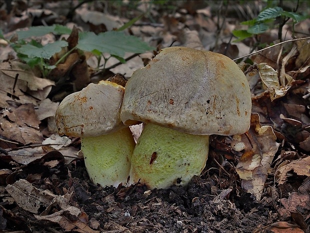 hríb plavý Hemileccinum impolitum (Fr.) Šutara