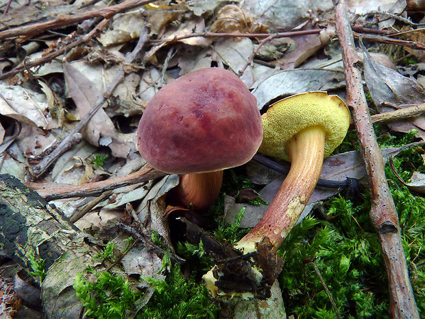 suchohríb karmínový Hortiboletus rubellus (Krombh.) Simonini, Vizzini & Gelardi