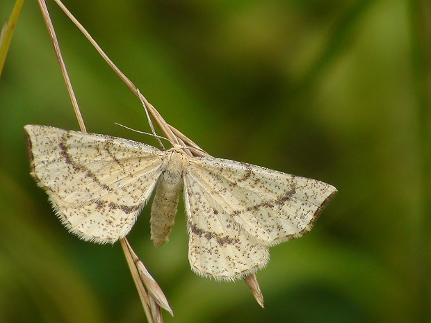 listnatka kručinková Hypoxystis pluviaria  (Fabricius, 1787)