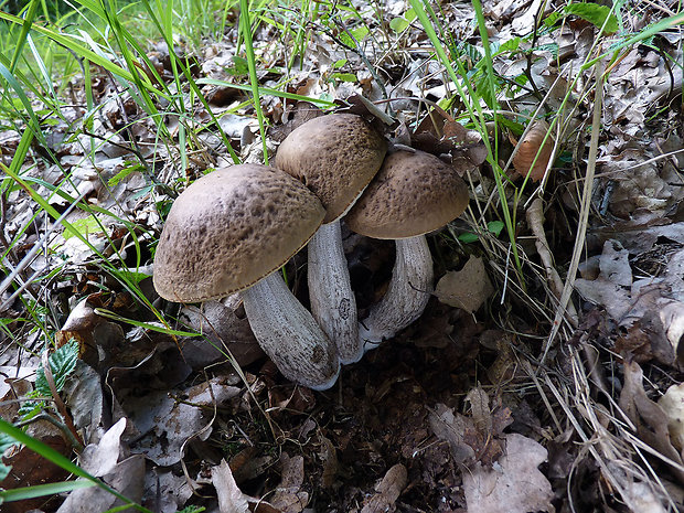 kozák hrabový Leccinum pseudoscabrum (Kallenb.) Šutara