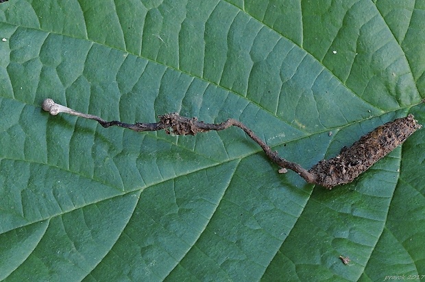 žezlovka bystrušková Ophiocordyceps entomorrhiza (Dicks.) G.H. Sung, J.M. Sung, Hywel-Jones & Spatafora