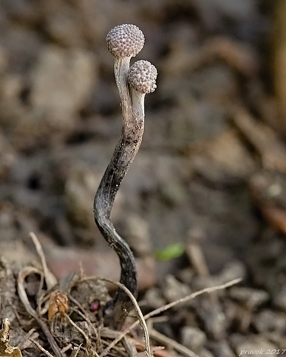 žezlovka bystrušková Ophiocordyceps entomorrhiza (Dicks.) G.H. Sung, J.M. Sung, Hywel-Jones & Spatafora