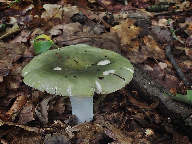 plávka modrastá Russula cyanoxantha (Schaeff.) Fr.