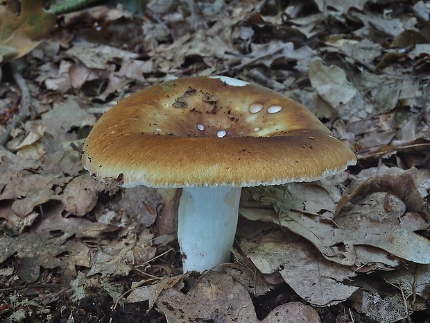 plávka buková Russula heterophylla (Fr.) Fr.