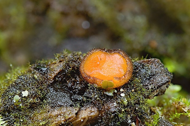 štítovnička Scutellinia sp.