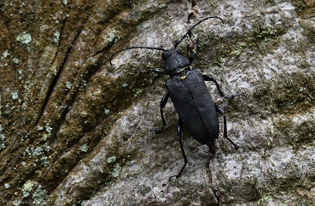 tesařík Stictoleptura scutellata