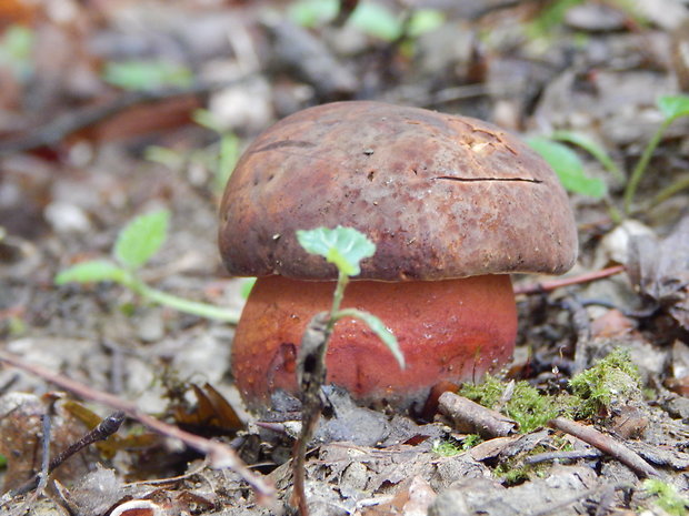 hríb zrnitohlúbikový Sutorius luridiformis (Rostk.) G. Wu & Zhu L. Yang