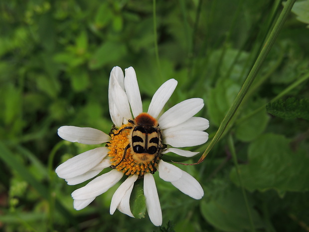 chlpáčik škvrnitý Trichius fasciatus