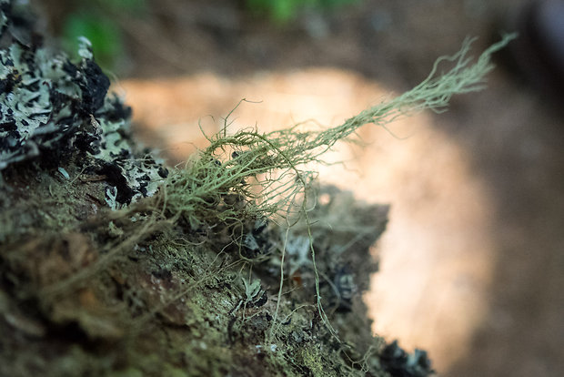 bradatec Usnea sp. Dill. ex Adans.