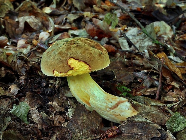 suchohríb plstnatý Xerocomus subtomentosus L.