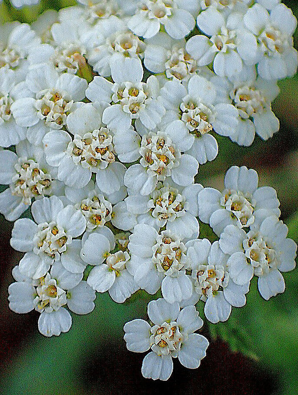 rebríček obyčajný Achillea millefolium L.