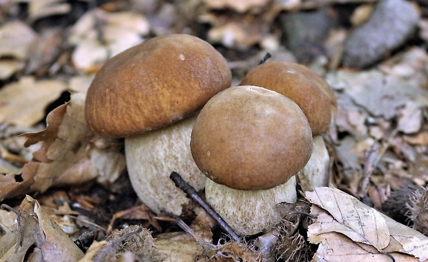 hríb dubový Boletus reticulatus Schaeff.