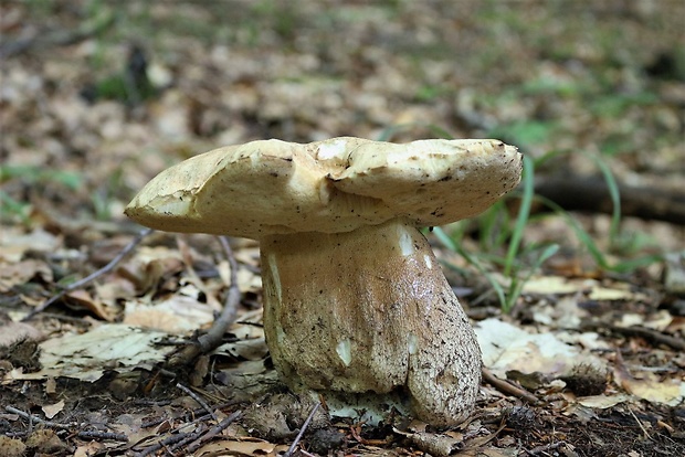 hríb dubový Boletus reticulatus Schaeff.